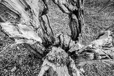 Black and White Trunk